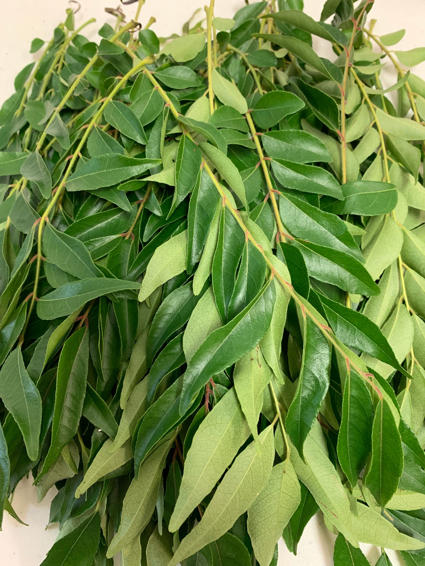 Fresh Curry Leaves - Ambali Fashion Groceries bohemian, classic, curry, eastern, ethnic, grocery, gypsy, indian, traditional